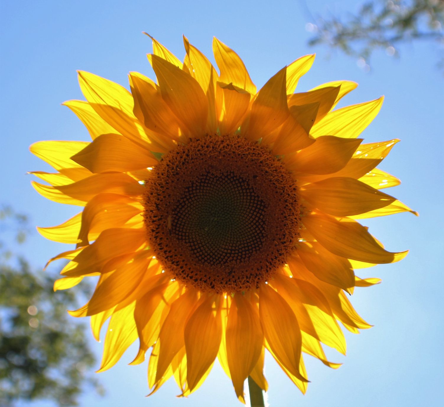 Mammoth Sunflower